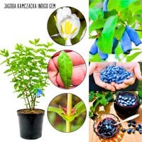 Jagoda Kamczacka Indigo Gem obfite plony KRZEW 40-70 cm