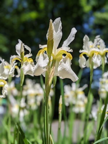 Irys syberyjski 'Butter and Sugar' Żółty (Iris sibirica) W DONICZCE 2.0L na Arena.pl