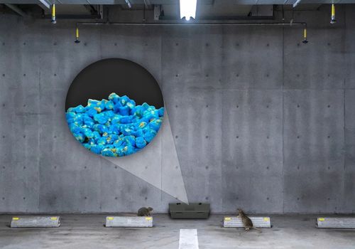 TRUTKA NA SZCZURY I MYSZY GRANULAT BRODIFAKUM NO PEST 1KG BARDZO SILNA na Arena.pl