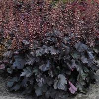 Żurawka REX BLACK Ciemna Bordowa Heuchera Duże sadzonki 2L