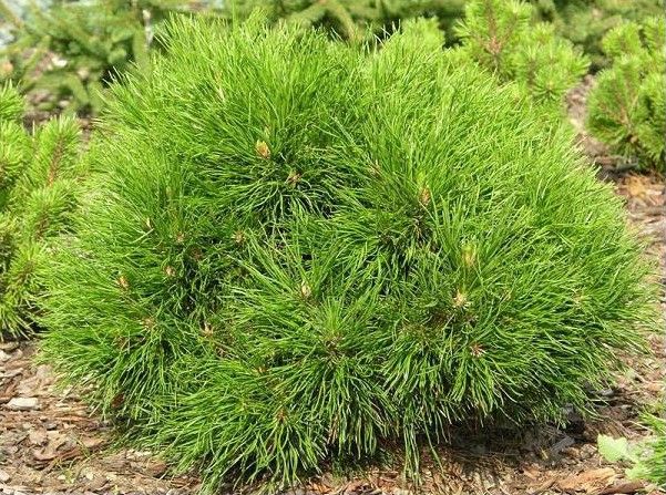 Sosna górska VARELLA PA 80-100cm C4/C5 zdjęcie 1