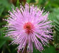 MIMOZA WSTYDLIWA Mimosa pudica - NASIONA 20000 sztuk - 100g.