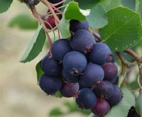 ŚWIDOŚLIWA OLCHOLISTA Thiessen - sadzonki w don. !