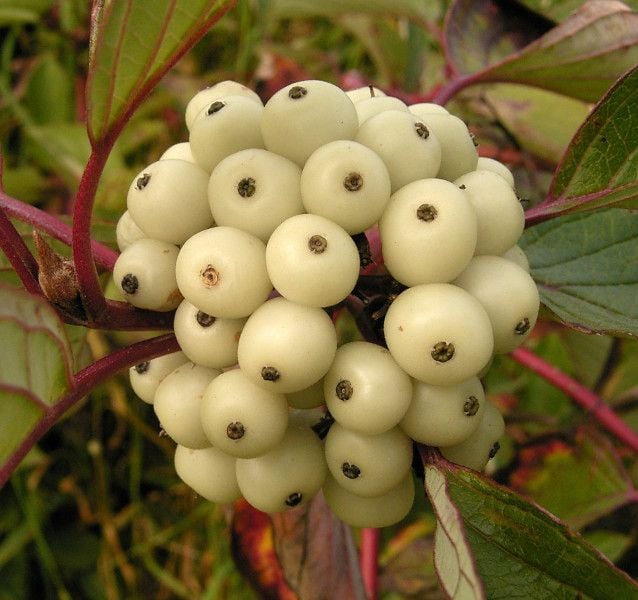 DEREŃ BIAŁY Alba - sadzonki w doniczkach zdjęcie 3