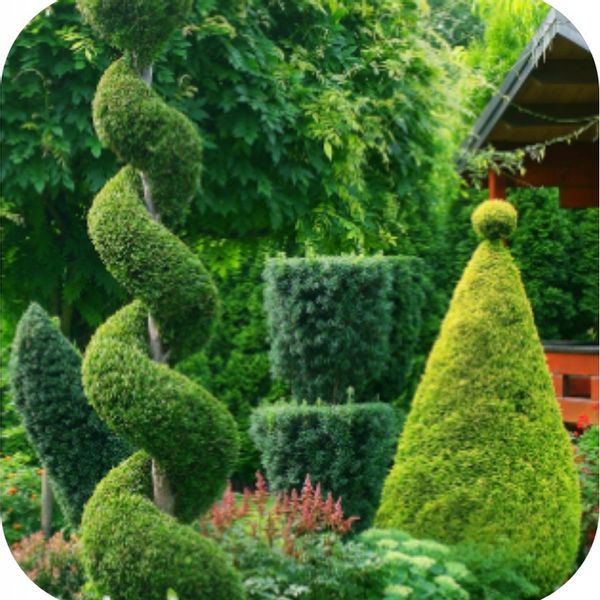 NAWÓZ DO TUI FLOROVIT 4kg POD TUJE TUJI ŻYWOTNIKÓW IGLAKÓW WYDAJNY zdjęcie 6