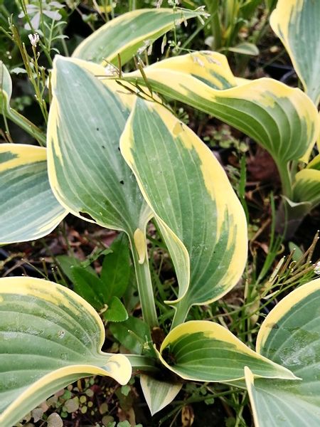 Funkia First Frost hosta ozdobne liście zdjęcie 2