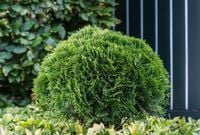 Tuja DANICA 2L 15-20cm Piękna Zielona Kulka Do Ogrodu