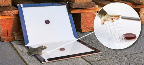 5X DUŻY LEP NA SZCZURY I MYSZY PUŁAPKA LEPOWA Z WABIKIEM 35X22 CM na Arena.pl