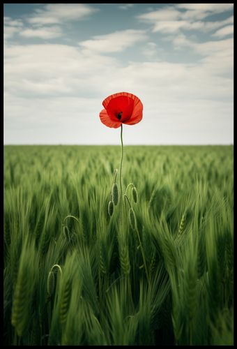 Plakat 68x101cm Samotny Mak na Polu na Arena.pl