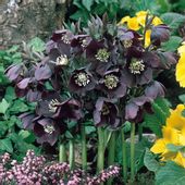 CIEMIERNIK WSCHODNI SINGLE BLACK - sadzonki w doniczkach