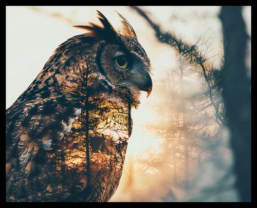 Plakat 50x40cm Sowi Duch na Arena.pl