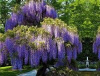 WISTERIA 'PROLIFIC FIOLETOWE ZASŁONY PIĘKNA