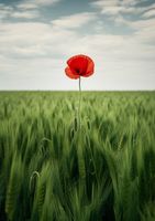 Plakat 59,4x84,1cm Samotny Mak na Polu