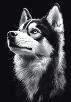 Plakat 70x100cm Portret Zwierząt do Salonu Pokoju | Husky | Czarno Białe