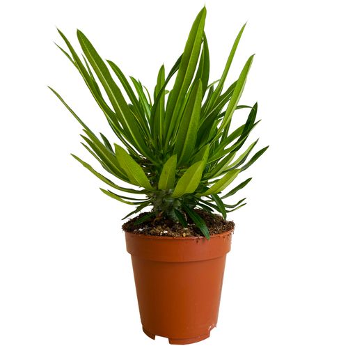 Pachypodium Lamerei 30 cm na Arena.pl