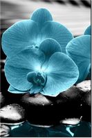 product-compare-58703476