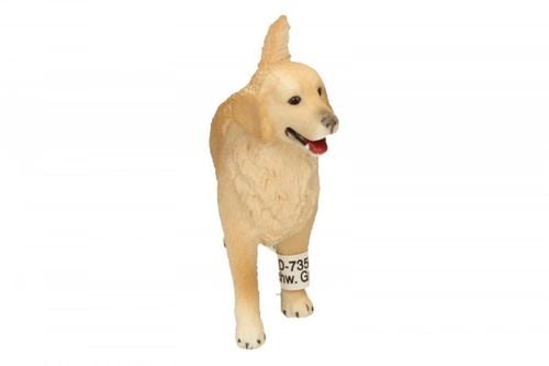 Golden retrieve r, suczka na Arena.pl