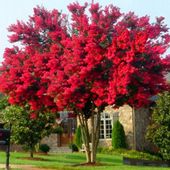 NAJDLUZEJ KWITNĄCY KRZEW ŚWIATA LAGERSTROEMIA RED