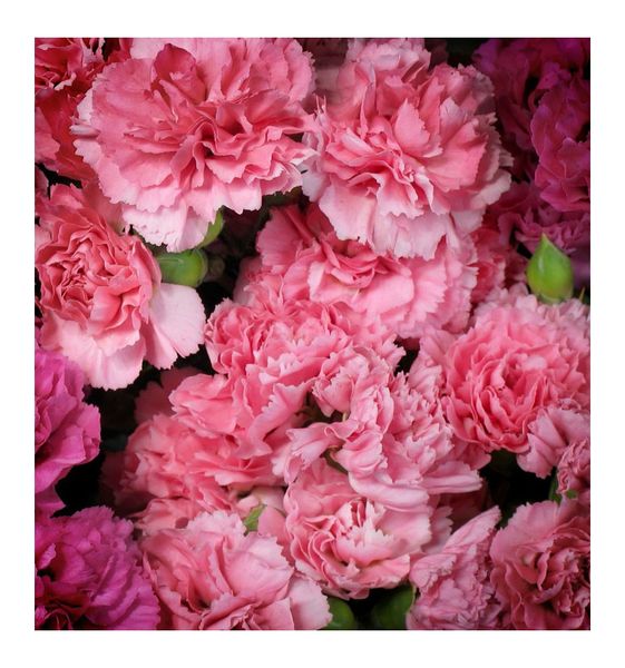 Yodeyma Prosa Woda Perfumowana Dla Kobiet 100ml zdjęcie 5