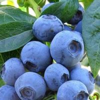 Borówka Amerykańsk NELSON sprawdzona PÓŹNA odporna