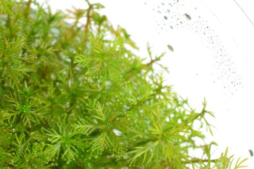 Myriophyllum sp red na Arena.pl