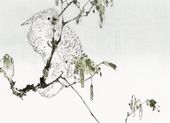 Plakat 18x13cm White Cockatoo, Seitei Japoński Vintage