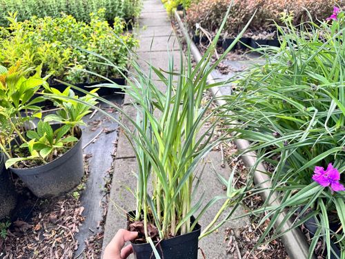 Trzykrotka wirginijska 'Concord Grape' Tradescantia virginiana Doniczka 2L na Arena.pl