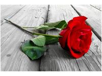 OBRAZ RED ROSE