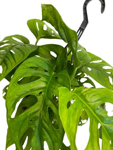 MONSTERA MONKEY LEAF 35 cm na Arena.pl