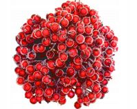 Dzika róża oszroniona CZERWONA gałązka 400owoców