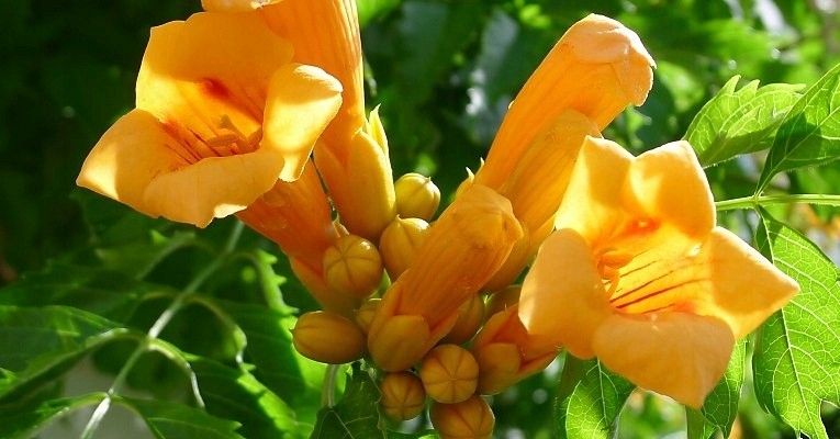 Frezje Milin amerykański Judy P9 zdjęcie 4