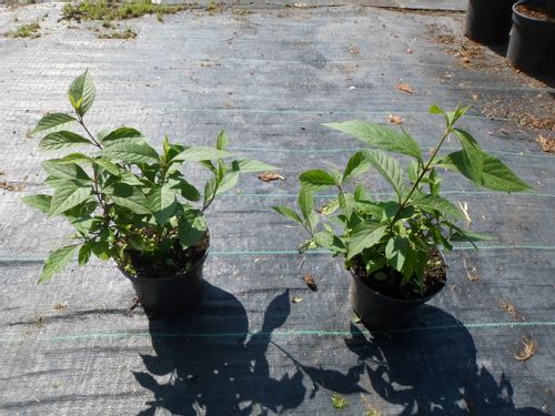 Pięknotka Profusion piękne owoce 20-40cm C2 na Arena.pl