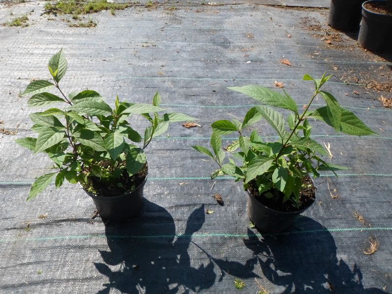 Pięknotka Profusion piękne owoce 20-40cm C2 zdjęcie 7