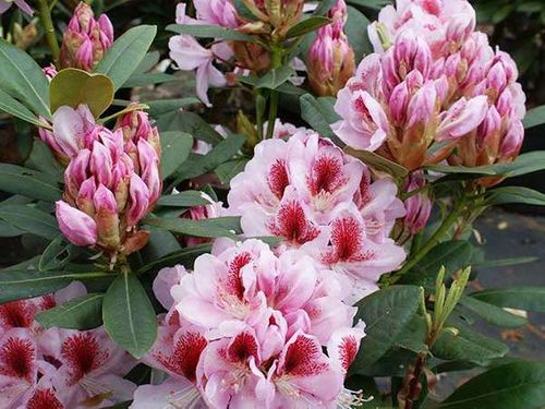 Różanecznik Belami C3 E na Arena.pl