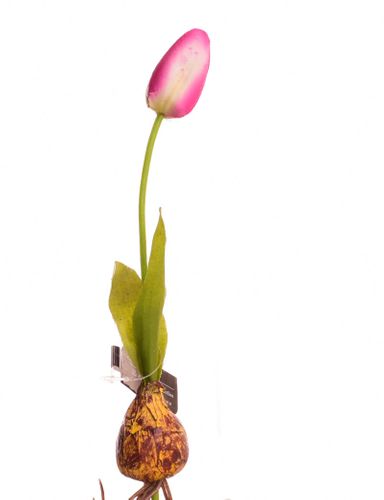 TULIPAN CEBULA biało fioletowy na Arena.pl