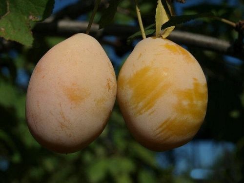 Śliwa RENKLODA ULENA POPULARNA Sadzonka z gołym korzeniem DUŻE JĘDRNE na Arena.pl