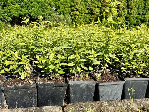 Aster Japoński 'Shogun' Pstre liście (Kalimeris yomena) Doniczka 2.0L na Arena.pl