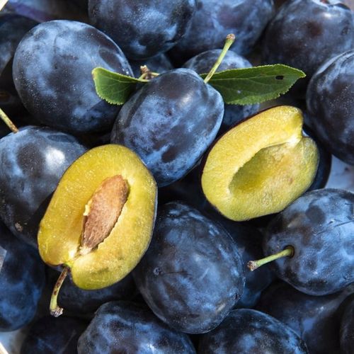 Śliwa WĘGIERKA DĄBROWICKA bardzo ceniona STARA POLSKA ODMIANA na Arena.pl