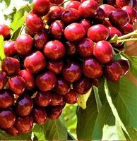 CZEREŚNIA LAPINS duży owoc - sadzonki 50 / 90 cm