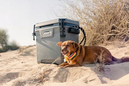 Lodówka pasywna Convoy 28QT Coleman na Arena.pl