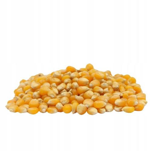 POPCORN KUKURYDZA do prażenia ziarno bez soli 10kg na Arena.pl