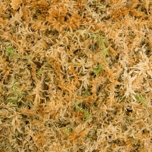 Mech Sphagnum 8L Besgrow Spagmoss Classic torfowiec 100G podłoże pH na Arena.pl