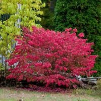 Trzmielina oskrzydlona Ognisty PŁONĄCY KRZEW Sadzonki w doniczkach C3