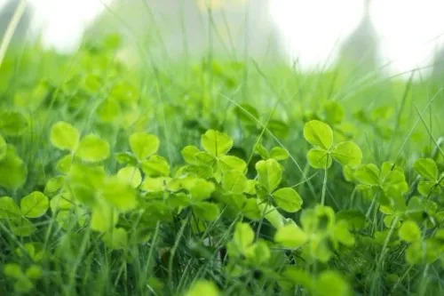 TRAWA MIESZANKA TRAWY z mikrokoniczyną koniczyna 2kg TRAWNIK SAMONAWOŻĄCY na Arena.pl