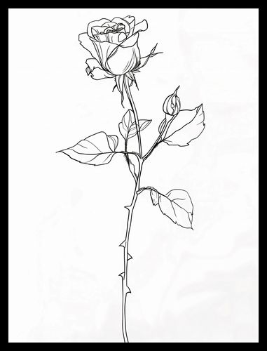 Plakat 30x40cm Kontur Róży na Arena.pl