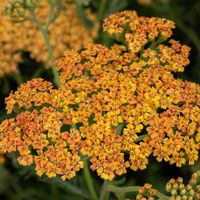 Krwawnik pospolity TERRACOTTA Żółto-pomarańczowy Sadzonki w doniczkach 1L