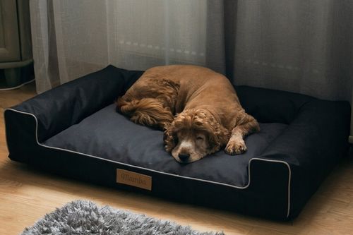 Legowisko dla psa duża kanapa posłanie XXL na Arena.pl