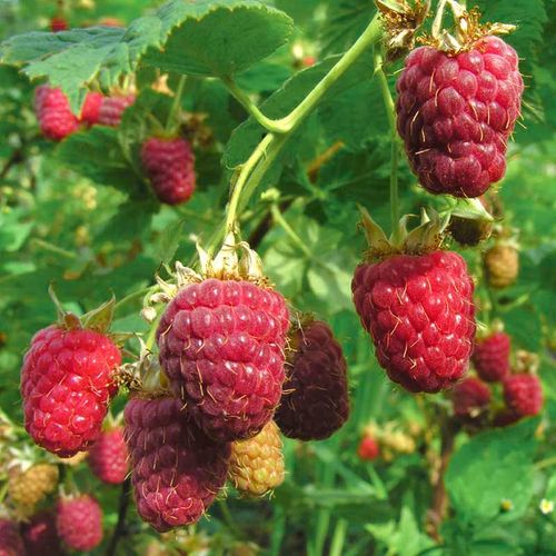 Malina właściwa (Rubus idaeus) Polana C2 E na Arena.pl