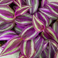 Trzykrotka Tradescantia zebrina 'Pink Paradise' intensywnie wybarwiona