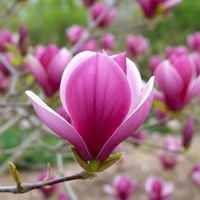 MAGNOLIA SZCZEPIONA CLEOPATRA KRÓLOWA WIOSENNEGO OGRODU